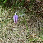 Pulsatilla subslavica - Poniklec prostredný IMG_6331