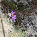 Pulsatilla subslavica - Poniklec prostredný IMG_6332