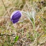 Pulsatilla subslavica - Poniklec prostredný IMG_6334
