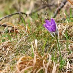 Pulsatilla subslavica - Poniklec prostredný IMG_6337