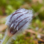 Pulsatilla subslavica - Poniklec prostredný IMG_6892