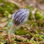 Pulsatilla subslavica - Poniklec prostredný IMG_6893