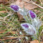 Pulsatilla subslavica - Poniklec prostredný IMG_8651