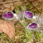 Pulsatilla subslavica - Poniklec prostredný IMG_8668