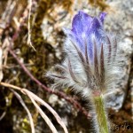 Pulsatilla subslavica - Poniklec prostredný IMG_9281