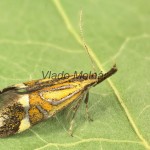 Alabonia staintoniella - Zdobka Staintonova 151136