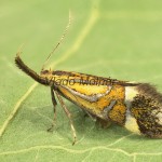 Alabonia staintoniella - Zdobka Staintonova 152616