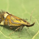 Alabonia staintoniella - Zdobka Staintonova 152617