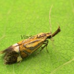Alabonia staintoniella - Zdobka Staintonova 173650