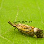 Alabonia staintoniella - Zdobka Staintonova IMG_0289