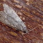 Semioscopis avellanella - Ploskáč lieskový 183034