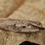 Semioscopis avellanella - Ploskáč lieskový 19-13-04