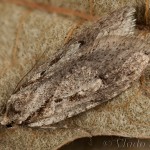 Semioscopis avellanella - Ploskáč lieskový 19-14-21