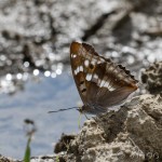 Apatura ilia - Dúhovecc menší IMG_4897