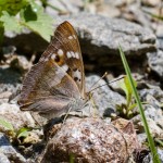 Apatura ilia - Dúhovecc menší IMG_7463