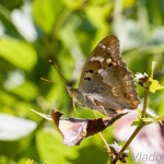 Apatura ilia - Dúhovecc menší IMG_7571