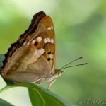 Apatura ilia - Dúhovecc menší IMG_7616