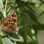 Apatura ilia - Dúhovecc menší IMG_8149