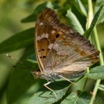 Apatura ilia - Dúhovecc menší IMG_8156