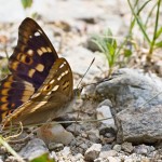 Apatura ilia - Dúhovecc menší IMG_9972