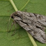 Auchmis detersa - Sivkavec dráčový 21-04-17