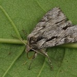 Auchmis detersa - Sivkavec dráčový 21-05-26