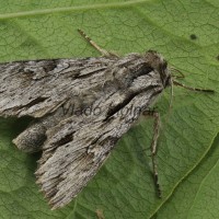 Auchmis detersa - Sivkavec dráčový 21-06-25