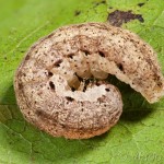 Auchmis detersa - Sivkavec dráčový 22-20-21