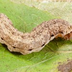 Auchmis detersa - Sivkavec dráčový 22-23-29