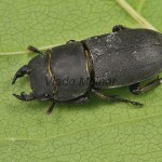 Dorcus parallelipipedus - Roháčik obyčajný 183218