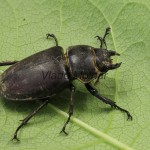 Dorcus parallelipipedus - Roháčik obyčajný 20-13-46