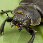 Dorcus parallelipipedus - Roháčik obyčajný IMG_5643
