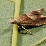 Eucosma conterminana - Obaľovač šalátový 21-11-49.jpg