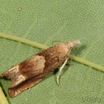 Eucosma conterminana - Obaľovač šalátový 21-14-27.jpg