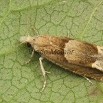 Eucosma conterminana - Obaľovač šalátový 21-52-57