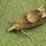 Eucosma conterminana - Obaľovač šalátový 21-54-51