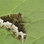 Euphyia biangulata - Piadivka dvojzúbková 203250