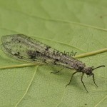 Euroleon nostras - Mravcolev 192928