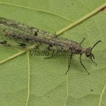 Euroleon nostras - Mravcolev 193656