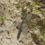 Euroleon nostras - Mravcolev 21-38-18