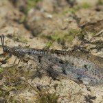 Euroleon nostras - Mravcolev 21-50-44