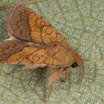 Pyrrhia umbra - Sivkavec tônistý 17-11-52