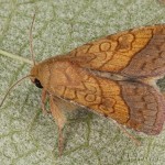 Pyrrhia umbra - Sivkavec tônistý 17-14-05