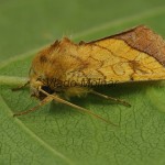 Pyrrhia umbra - Sivkavec tônistý 194619