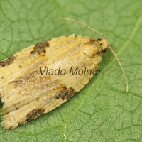 Clepsis spectrana - Obaľovač viničný 21-21-37