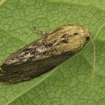 Galleria mellonella - Vijačka voštinová 21-42-43