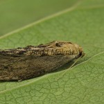 Galleria mellonella - Vijačka voštinová 21-43-22