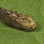 Galleria mellonella - Vijačka voštinová 21-44-00