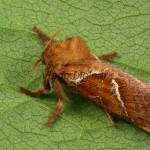 Triodia sylvina  - Hrotokrídlovec šalátový 21-43-48