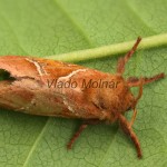 Triodia sylvina  - Hrotokrídlovec šalátový 21-51-16